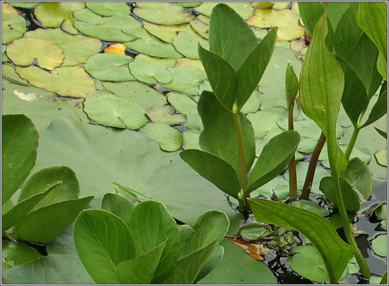 Bogbean, Menyanthes trifoliata, Bearn�n lachan