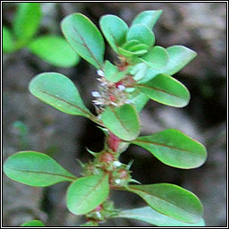 Water-purslane, Lythrum portula, Puirp�n uisce