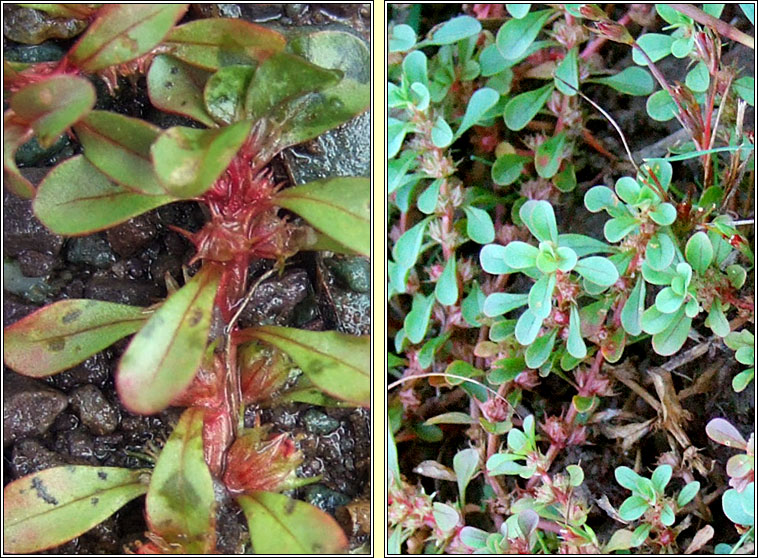 Water-purslane, Lythrum portula, Puirp�n uisce