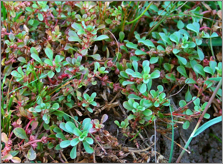 Water-purslane, Lythrum portula, Puirp�n uisce