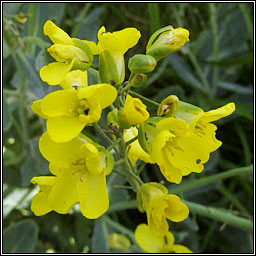 Wild Cabbage, Brassica oleracea var oleracea, Cab�iste fi�in