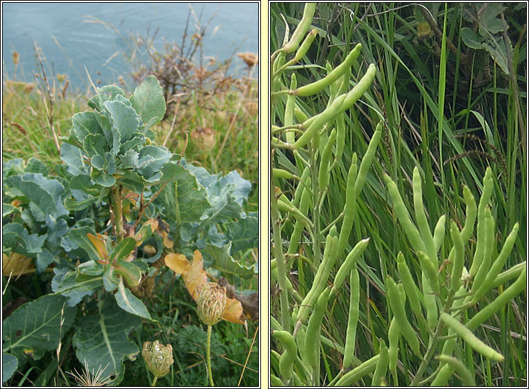 Wild Cabbage, Brassica oleracea var oleracea, Cab�iste fi�in