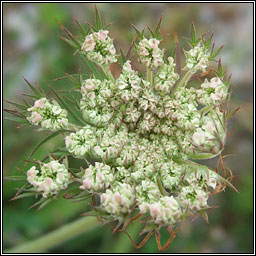Wild Carrot, Daucus carota, Mealbhac�n