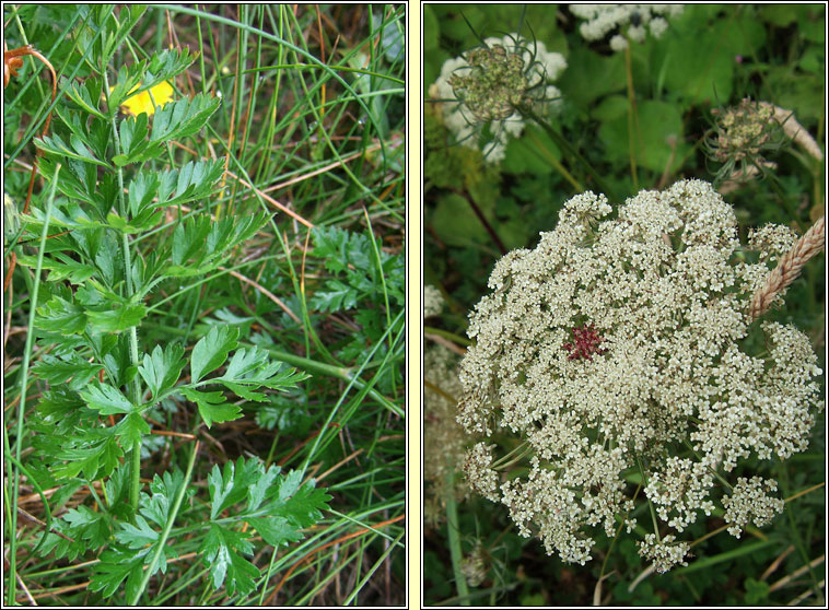 Wild Carrot, Daucus carota, Mealbhac�n