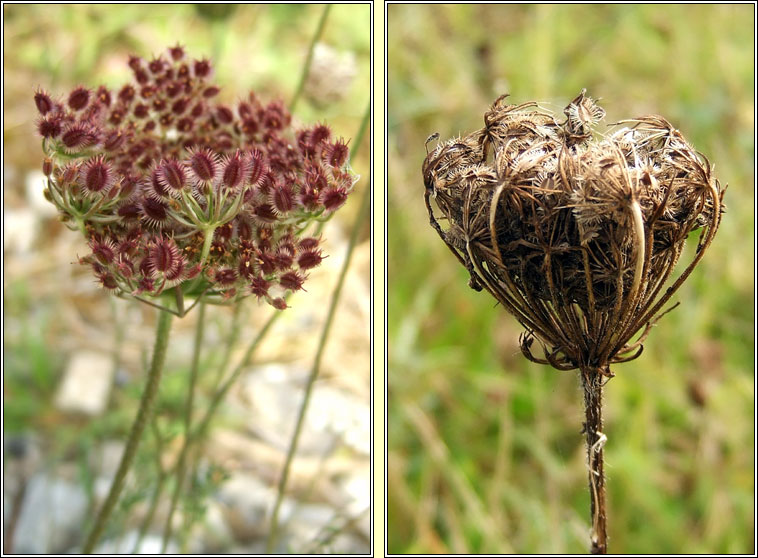 Wild Carrot, Daucus carota, Mealbhac�n