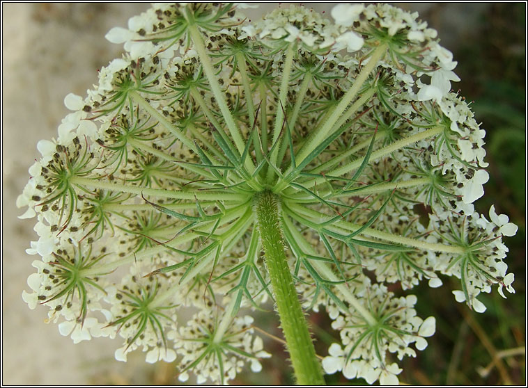Wild Carrot, Daucus carota, Mealbhac�n