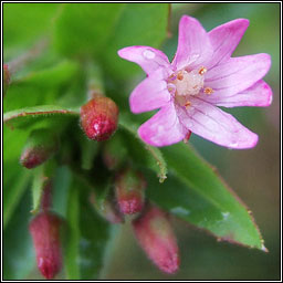 American  Willowherb, Epilobium ciliatum, Saileach�n sr�ide