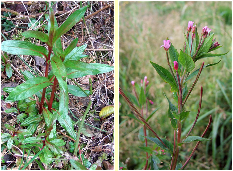 American  Willowherb, Epilobium ciliatum, Saileach�n sr�ide