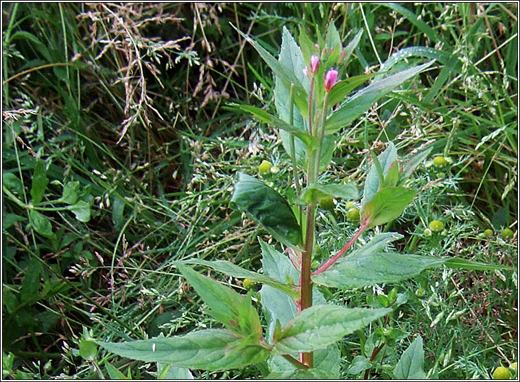 American  Willowherb, Epilobium ciliatum, Saileach�n sr�ide