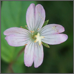 Broad-leaved Willowherb, Epilobium montanum, Saileach�n leathan