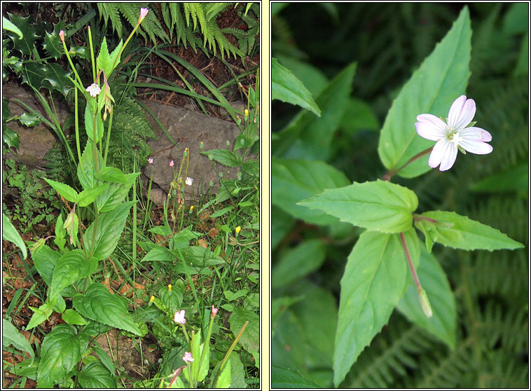 Broad-leaved Willowherb, Epilobium montanum, Saileach�n leathan