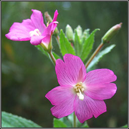 Great Willowherb, Epilobium hirsutum, Saileach�n m�r