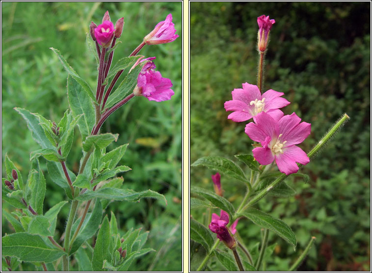 Great Willowherb, Epilobium hirsutum, Saileach�n m�r