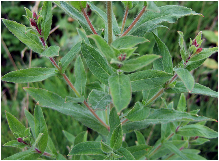 Great Willowherb, Epilobium hirsutum, Saileach�n m�r