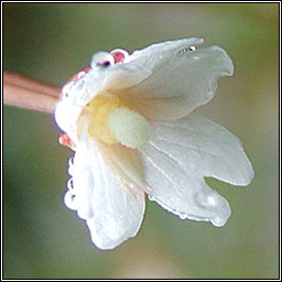 New Zealand Willowherb, Epilobium brunnescens, Saileach�n sraoilleach