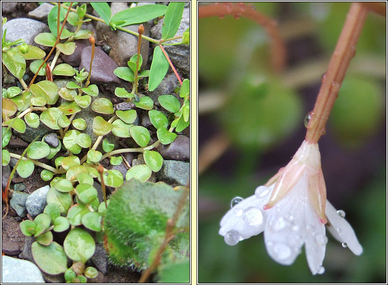 New Zealand Willowherb, Epilobium brunnescens, Saileach�n sraoilleach