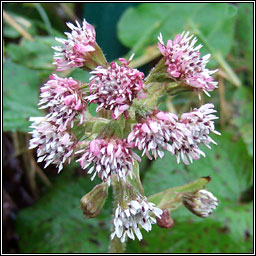 Winter Heliotrope, Petasites fragrans, Pl�r na gr�ine