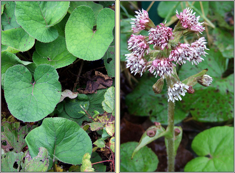 Winter Heliotrope, Petasites fragrans, Pl�r na gr�ine