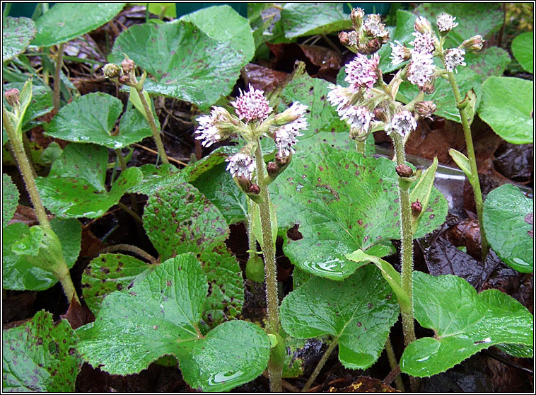 Winter Heliotrope, Petasites fragrans, Pl�r na gr�ine