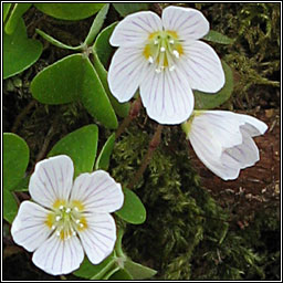Wood-sorrel, Oxalis acetosella, Seams�g