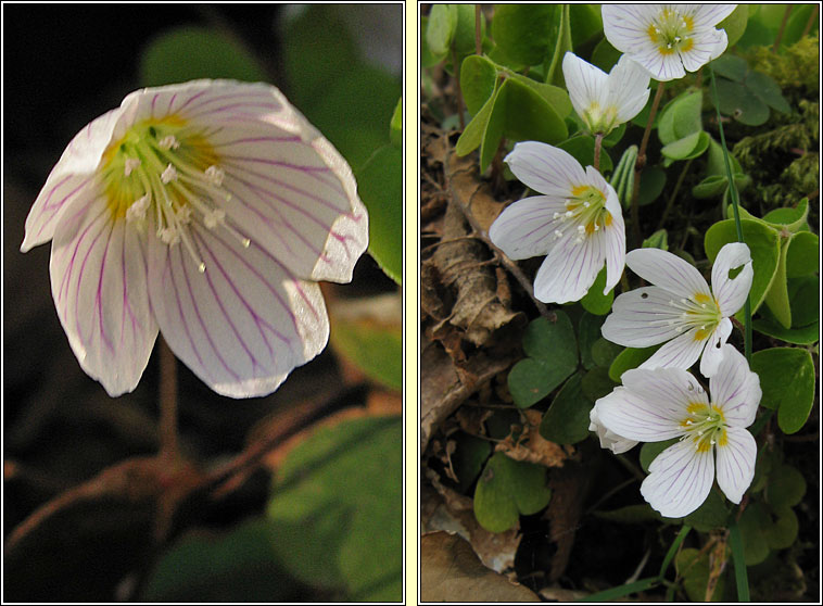 Wood-sorrel, Oxalis acetosella, Seams�g