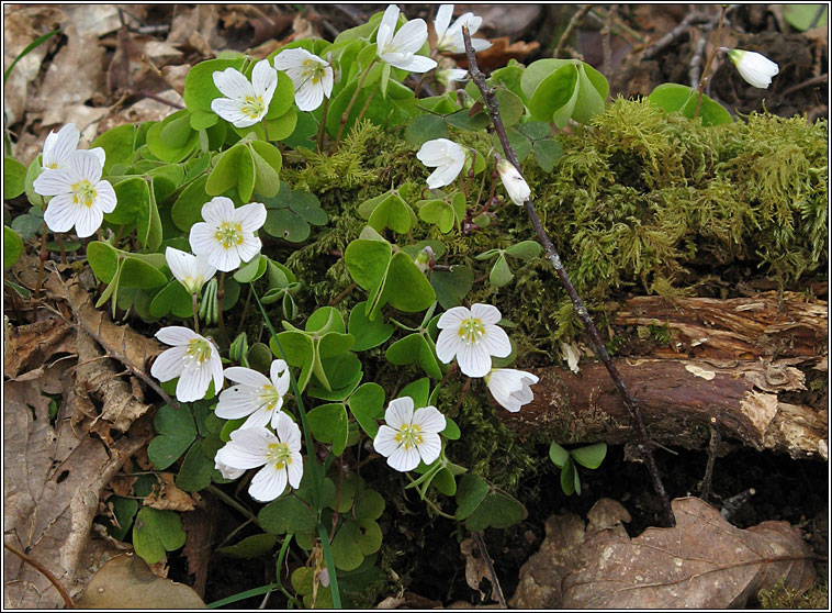 Wood-sorrel, Oxalis acetosella, Seams�g