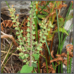 Wood Sage, Teucrium scorodonia, I�r sl�ibhe