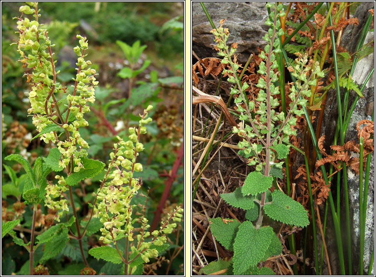 Wood Sage, Teucrium scorodonia, I�r sl�ibhe