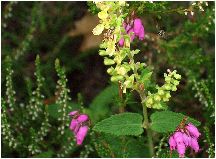 Wood Sage, Teucrium scorodonia, I�r sl�ibhe