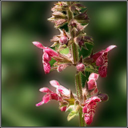 Hedge Woundwort, Stachys sylvatica, Cr�achtlus