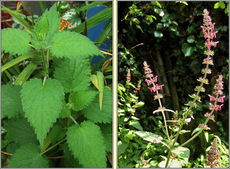 Hedge Woundwort, Stachys sylvatica, Cr�achtlus