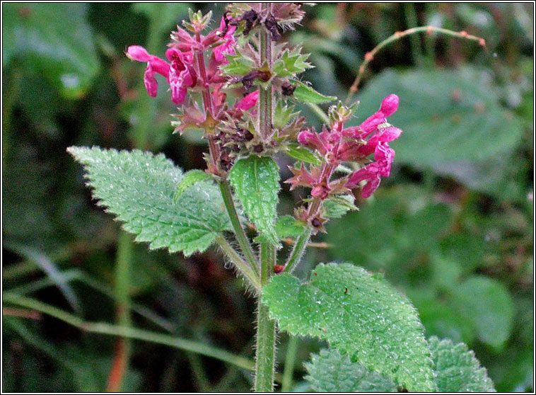 Hedge Woundwort, Stachys sylvatica, Cr�achtlus