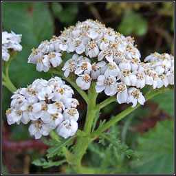 Yarrow, Achillea millefolium, Athair thal�n