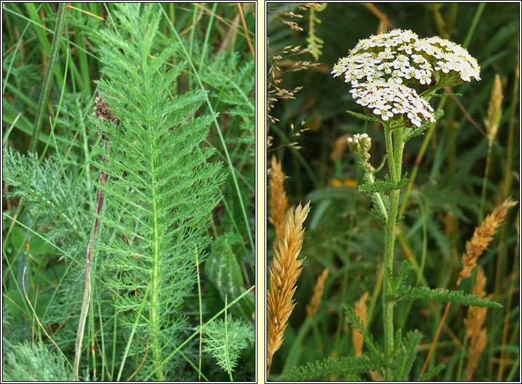 Yarrow, Achillea millefolium, Athair thal�n