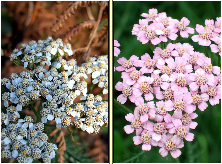 Yarrow, Achillea millefolium, Athair thal�n