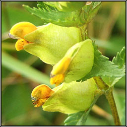Yellow-rattle, Rhinanthus minor, Gliogr�n
