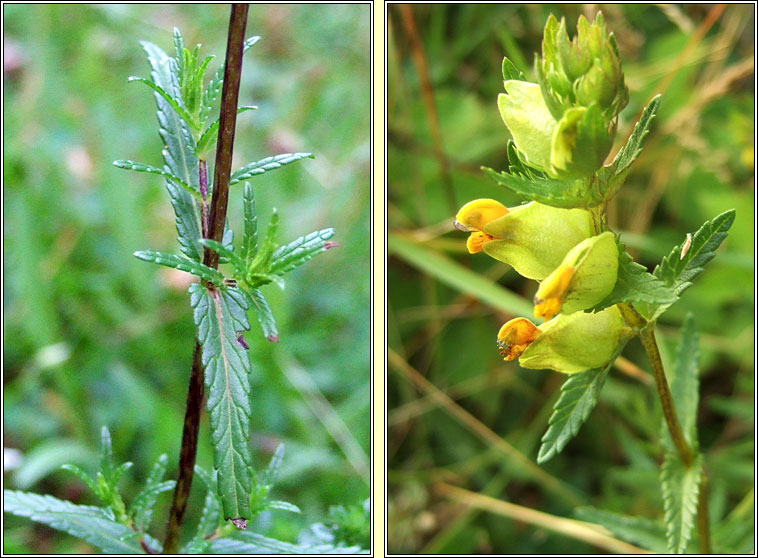 Yellow Rattle, Rhinanthus minor, Gliogr�n