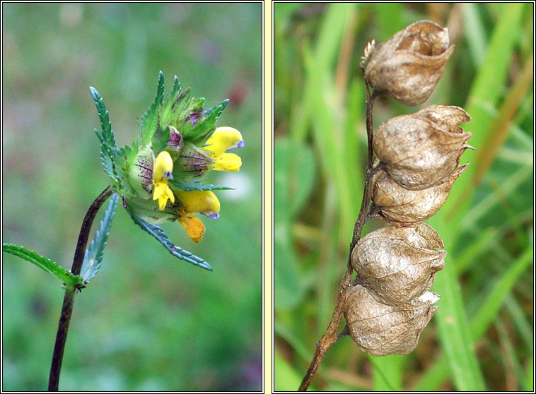 Yellow Rattle, Rhinanthus minor, Gliogr�n