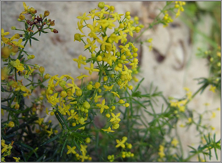 Lady's Bedstraw, Galium verum, Boladh cnis