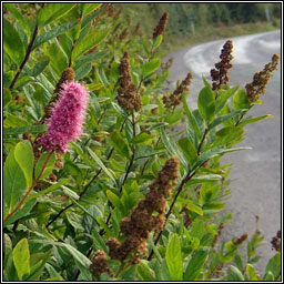 Bridewort, Spiraea salicifolia, Br�deach