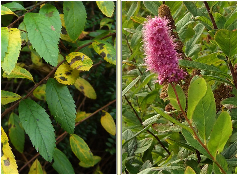 Bridewort, Spiraea salicifolia, Br�deach