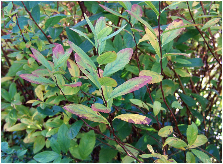 Bridewort, Spiraea salicifolia, Br�deach