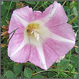 Sea Bindweed, Calystegia soldanella, Pl�r an phrionsa