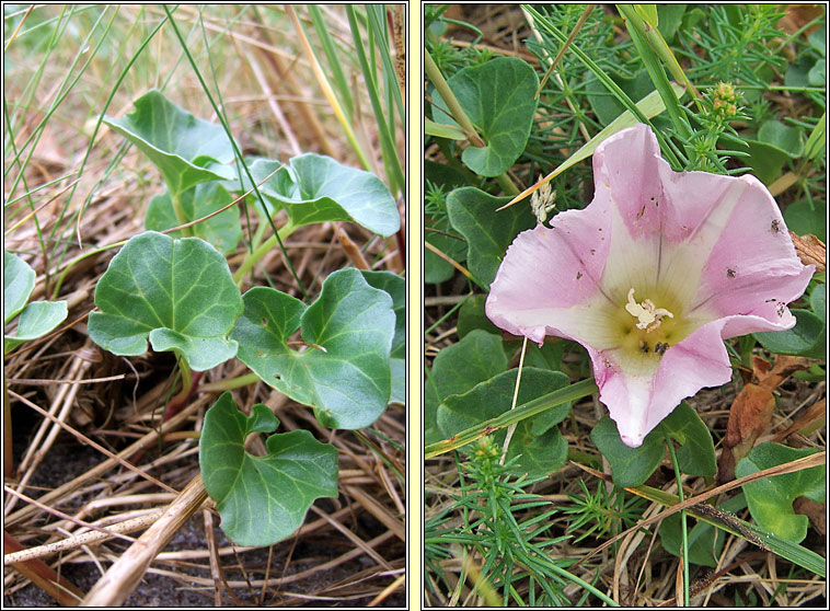 Sea Bindweed, Calystegia soldanella, Pl�r an phrionsa