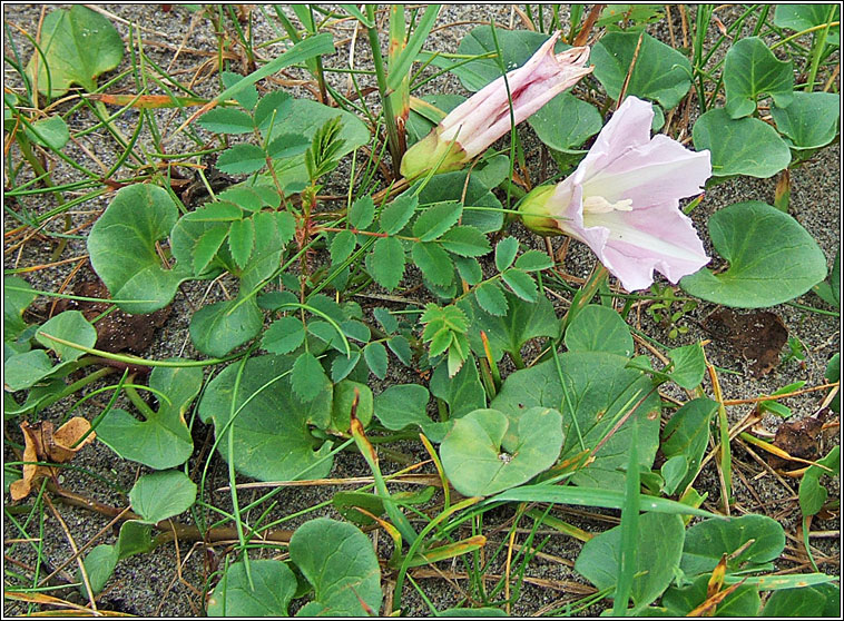 Sea Bindweed, Calystegia soldanella, Pl�r an phrionsa