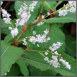 Himalayan Knotweed, Koenigia polystachya, Gl�ineach sp�ceach