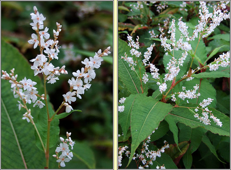 Himalayan Knotweed, Koenigia polystachya, Gl�ineach sp�ceach