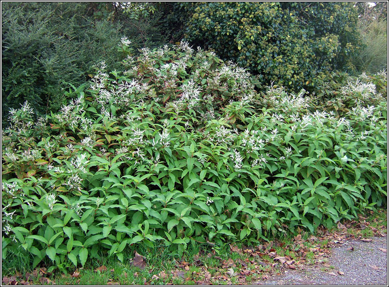 Himalayan Knotweed, Koenigia polystachya, Gl�ineach sp�ceach