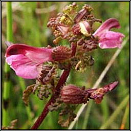 Marsh Lousewort, Pedicularis palustris, Milse�n m�na