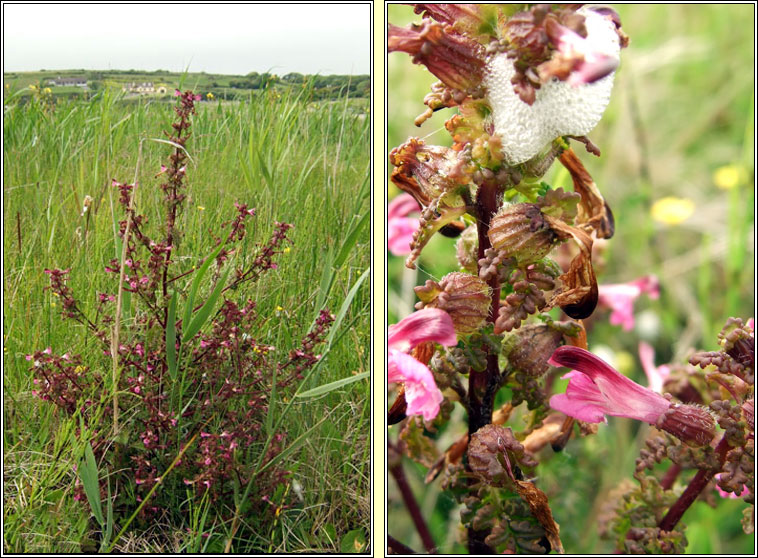 Marsh Lousewort, Pedicularis palustris, Milse�n m�na
